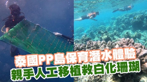 泰國PP島保育潛水體驗 親手人工移植救白化珊瑚