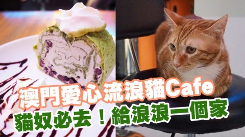 貓奴必去！澳門愛心流浪貓Café 給浪浪一個新家