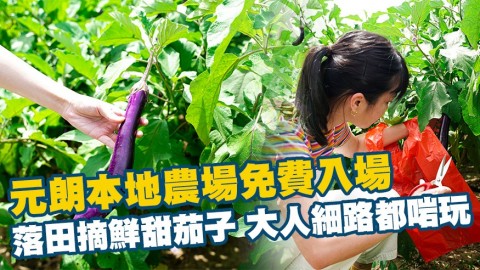 【元朗好去處】元朗本地農場免費入場！落田摘鮮甜茄子 大人細路都啱玩