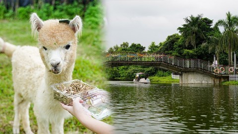 【親子好去處】大埔蝶豆花園有機農莊5大玩樂重點！零距離接觸羊駝/觀光船遊船河/工作坊