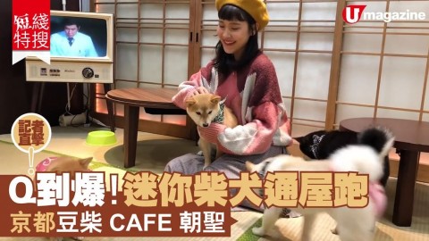 【#短綫特搜】迷你豆柴 Cafe 探可愛度爆燈汪星人