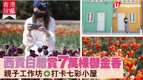 【香港放遊】西貢白腊賞7萬棵鬱金香 親子工作坊、打卡七彩小屋