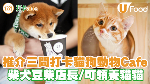 精選全港3間打卡貓狗動物Cafe　柴犬豆柴咖啡店／貓貓樓上Cafe／可領養流浪貓！