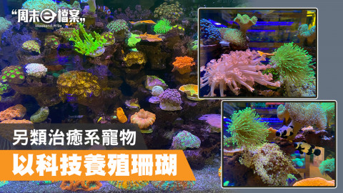 【週末e檔案】海洋公園都未必睇到! 美麗珊瑚成港人新寵 善用科技養殖打卡沒難度！