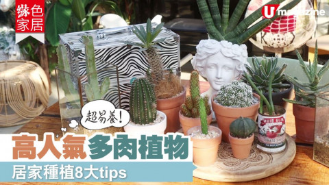 【綠色家居】超易養！高人氣多肉植物　居家種植8大tips