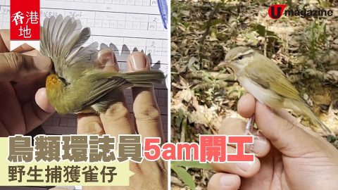 【香港地】鳥類環誌員5am開工 野生捕獲雀仔