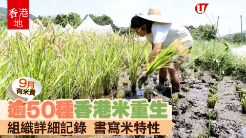 【香港地】原來香港唔只係出產絲苗，仲有超過 50 種咁多！