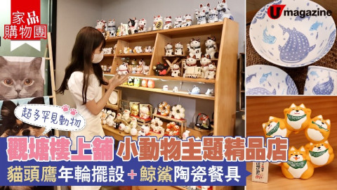 【家品購物團】觀塘樓上舖小動物主題精品店 貓頭鷹年輪擺設、鯨鯊陶瓷餐具