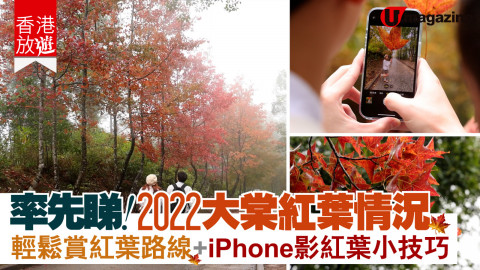 【香港放遊】率先睇2022大棠紅葉情況！ 輕鬆賞紅葉路線+iPhone影紅葉小技巧