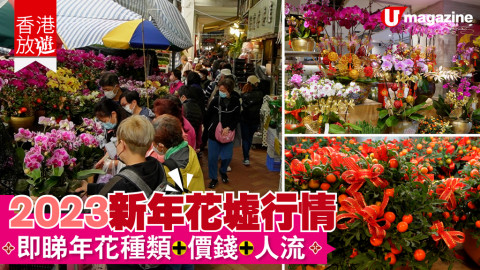 【香港放遊】2023新年花墟行情  即睇年花種類+價錢+人流