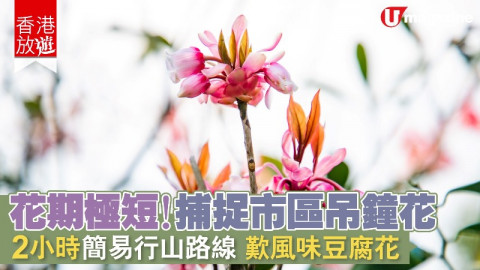 【香港放遊】花期極短！捕捉市區吊鐘花 2小時簡易行山路線、歎風味豆腐花