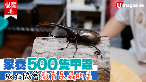 【寵寵地】家養500隻甲蟲 大人比小孩更怕蟲？