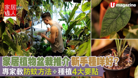 【家居達人】家居植物盆栽推介 新手種咩好？專家教防蚊方法、種植4大要點